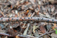 Diatrype disciformis