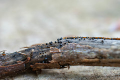 Leptosphaeria acuta