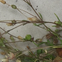 Sagina micropetala
