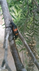 Nicrophorus mexicanus