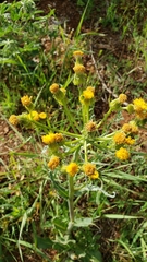 Senecio integerrimus major