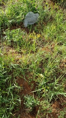 Senecio integerrimus major