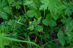 Aecidium ranunculi-acris