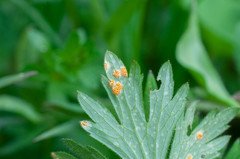 Aecidium ranunculi-acris