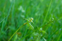 Aecidium ranunculi-acris