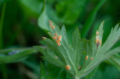 Aecidium ranunculi-acris