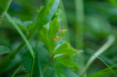 Aecidium ranunculi-acris