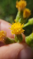 Senecio integerrimus major