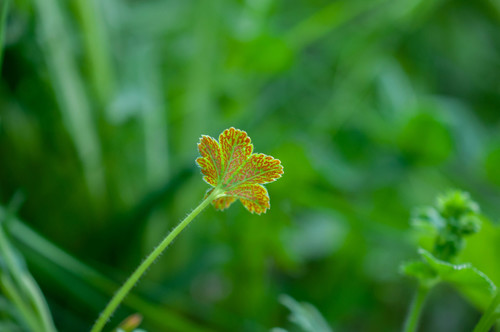 Lady's Mantle Rust