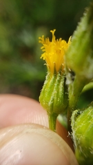 Senecio integerrimus major