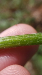 Senecio integerrimus major