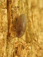 Trixagus dermestoides