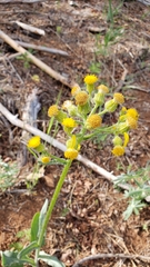 Senecio integerrimus major