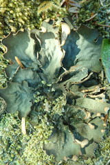 Peltigera scabrosa