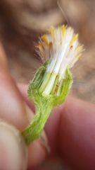 Senecio integerrimus major