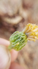 Senecio integerrimus major