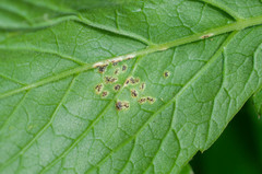 Puccinia aegopodii