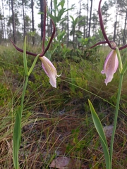 Cleistesiopsis divaricata