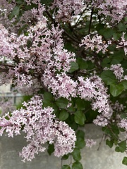 Syringa meyeri