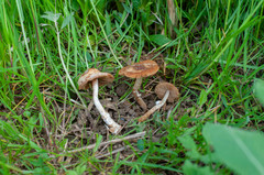 Conocybe aporos