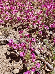 Diplacus constrictus