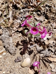 Diplacus constrictus