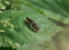 Xylota sylvarum