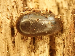 Eustrophus dermestoides