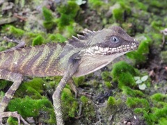 Malayodracon robinsonii