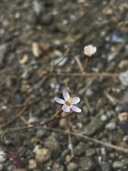Leptosiphon bolanderi