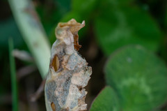 Hyaloperonospora brassicae