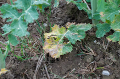 Hyaloperonospora brassicae