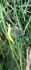 Ephemera orientalis