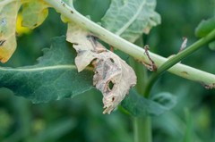 Hyaloperonospora brassicae