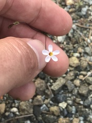 Leptosiphon bolanderi