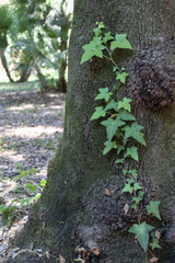 Hedera