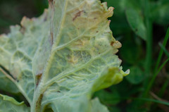 Hyaloperonospora brassicae