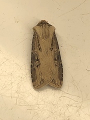 Agrotis obliqua