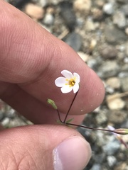 Leptosiphon bolanderi