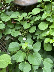 Hydrangea petiolaris