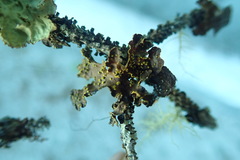 Pseudocyphellaria hawaiiensis