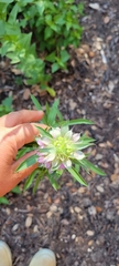 Monarda citriodora