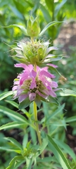 Monarda citriodora