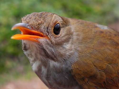 Orange-billed Nightingale-Thrush