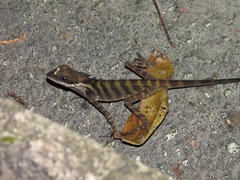 Malayodracon robinsonii