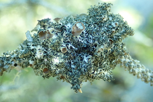Cavernularia lophyrea