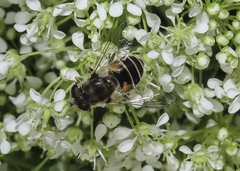 Eristalis arbustorum