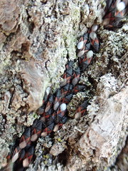 Oxycarenus lavaterae