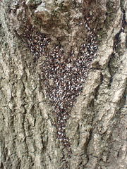 Oxycarenus lavaterae