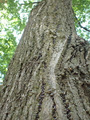 Oxycarenus lavaterae